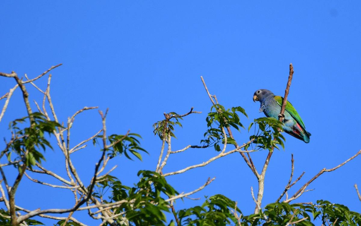 Blue-headed Parrot (Reichenow's) - ML645822797