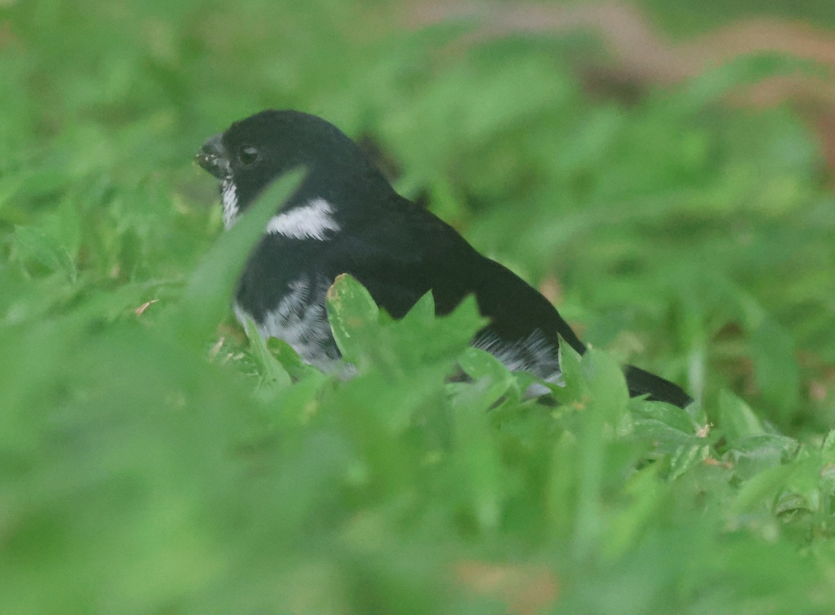 Variable Seedeater - ML645822801