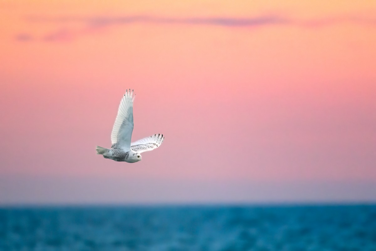 Snowy Owl - ML645822806