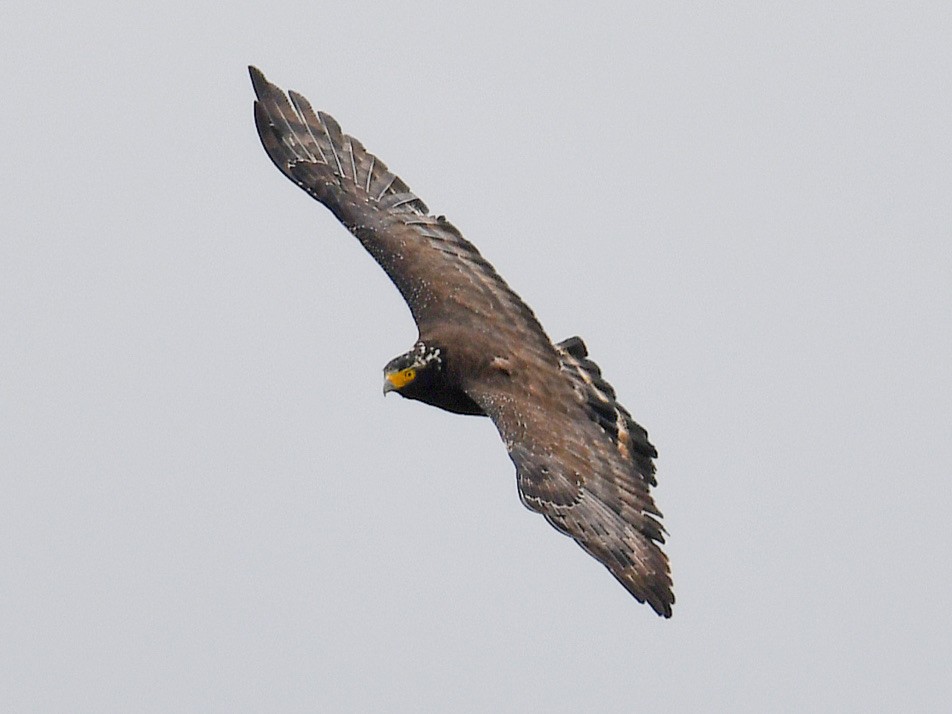 Crested Serpent-Eagle - ML645822807