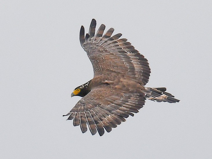 Crested Serpent-Eagle - ML645822808