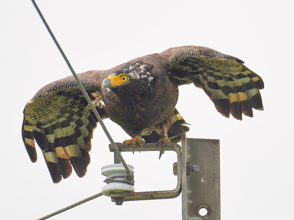 Crested Serpent-Eagle - ML645822809