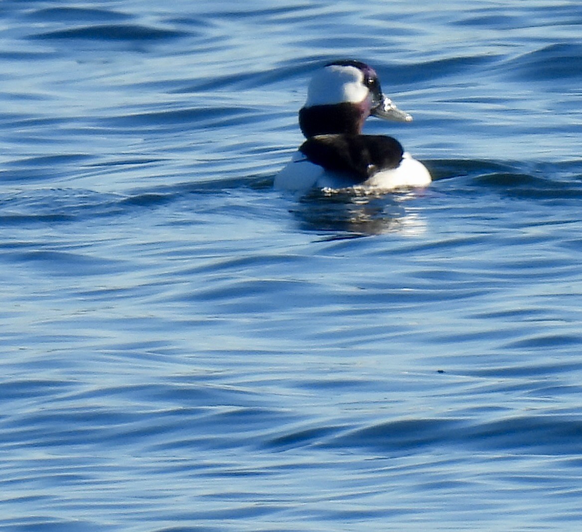 Гоголь-головастик - ML645822810