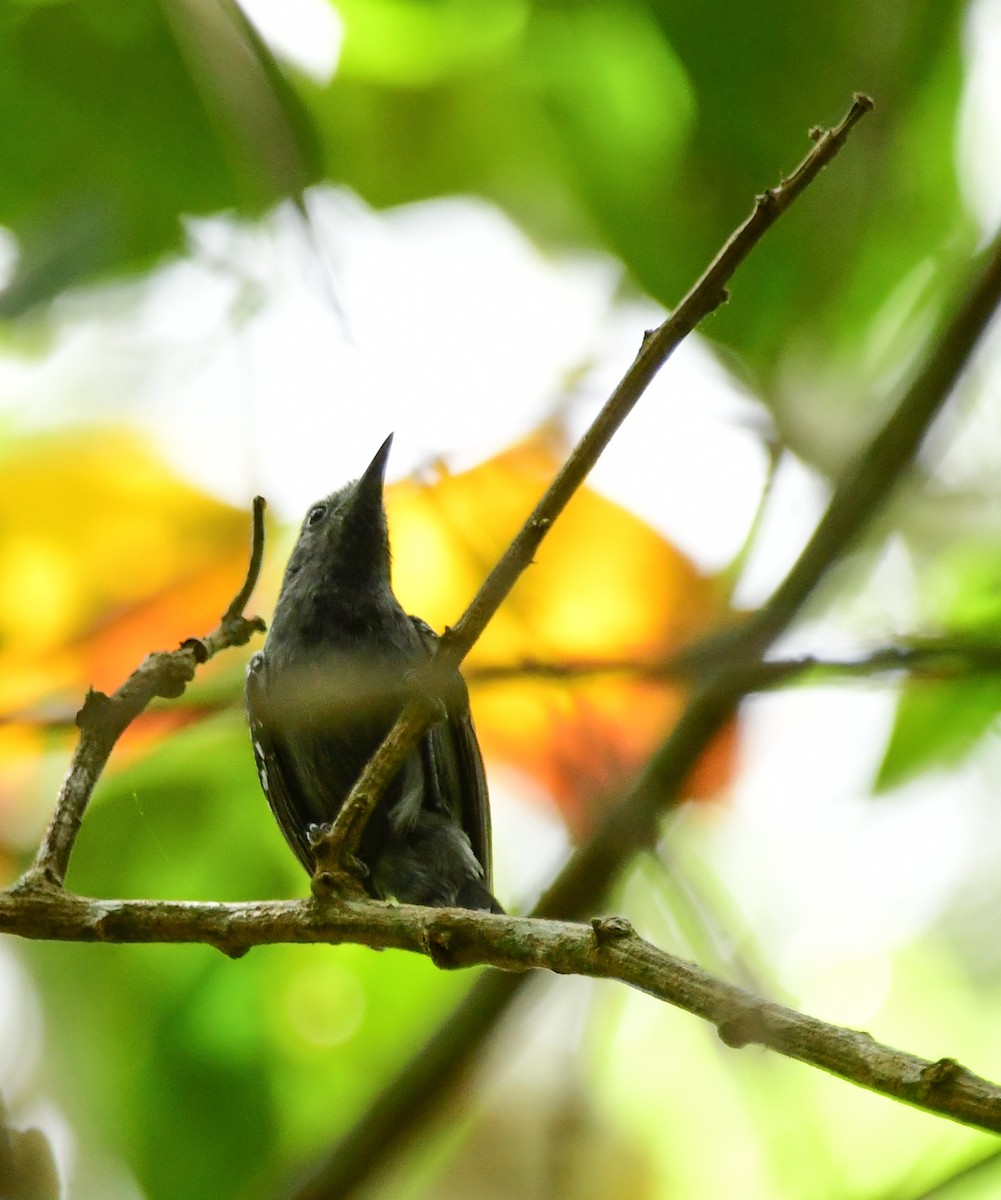 White-flanked Antwren (Silvery-flanked) - ML645822811