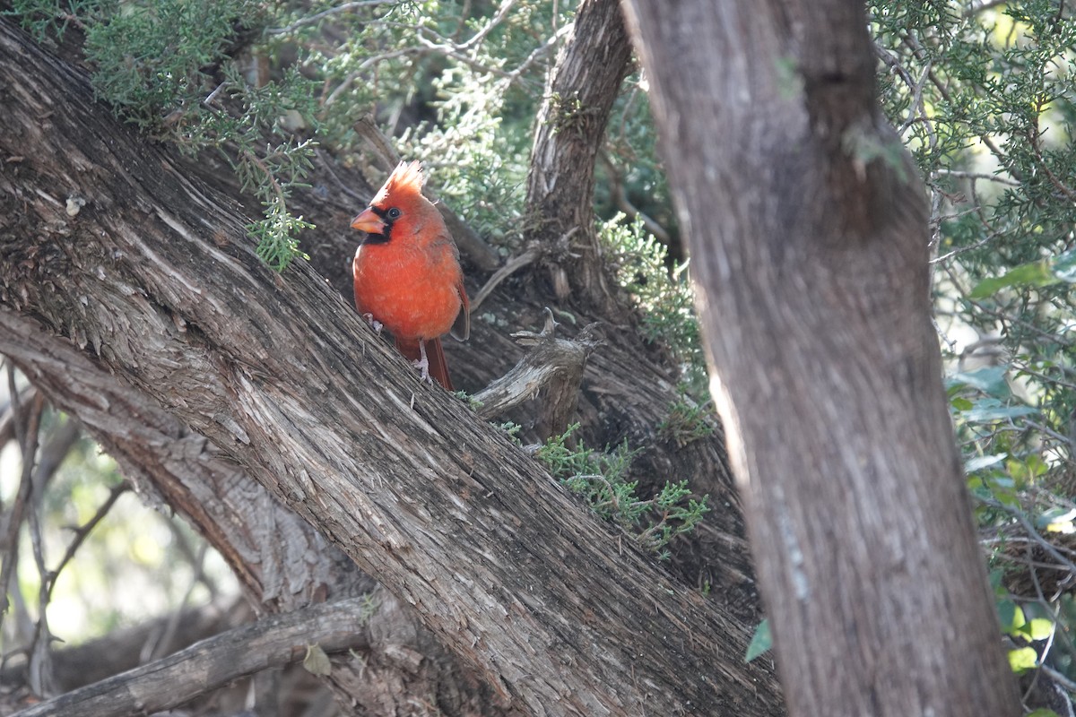 Kardinal arrunta - ML645822812