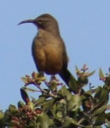 Cuitlacoche Californiano - ML645822819