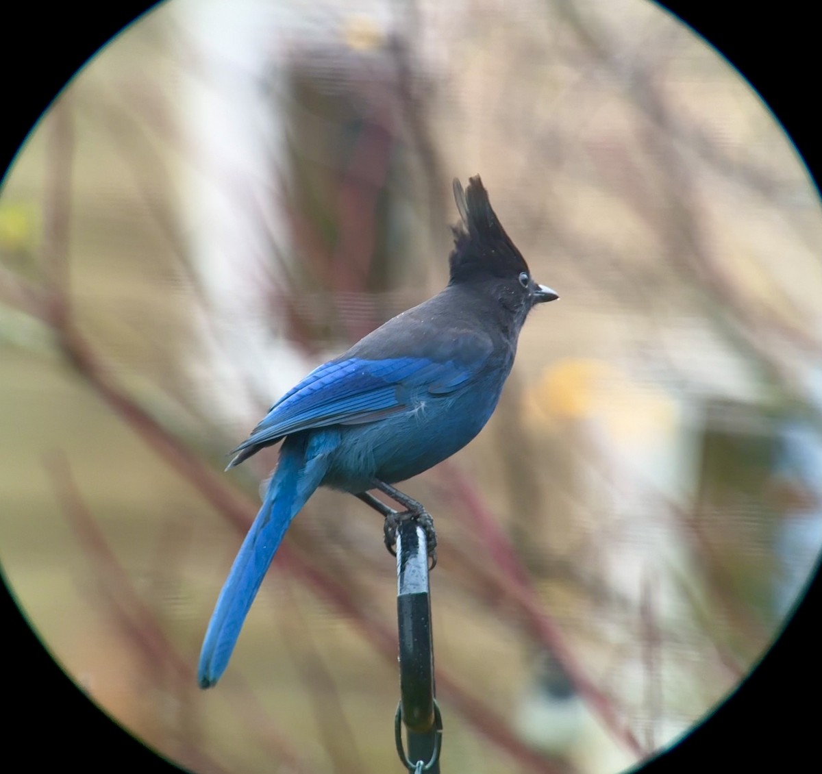Steller's Jay - ML645822820