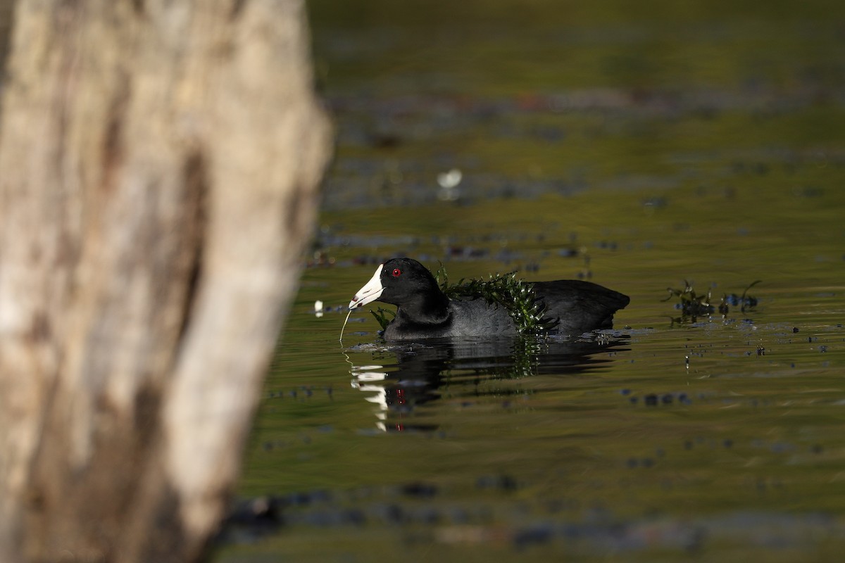American Coot - ML645822823