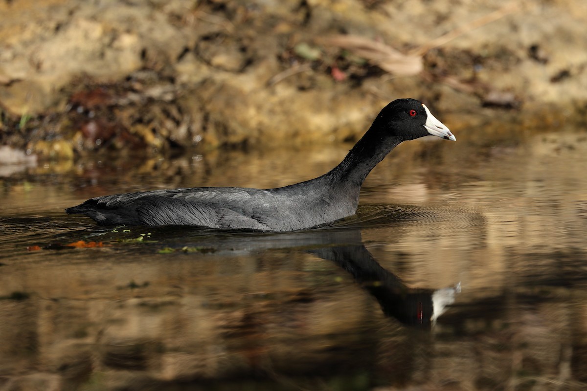 American Coot - ML645822824