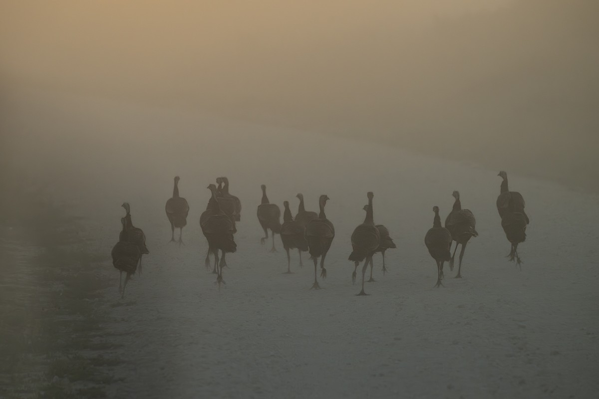 Wild Turkey - ML645822827