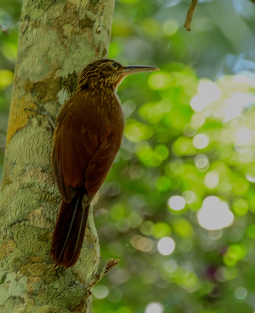 Buff-throated Woodcreeper (Buff-throated) - ML645822829