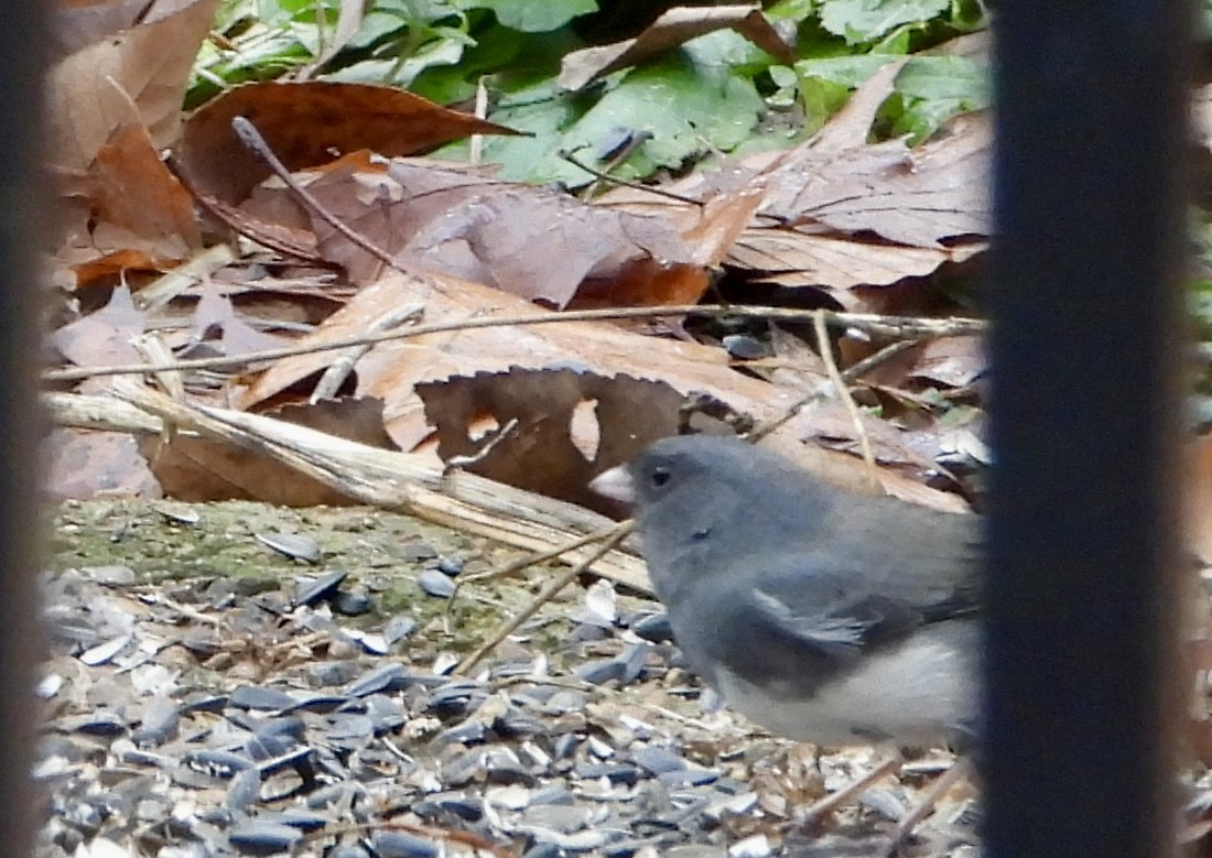 Junco ardoisé - ML645822835