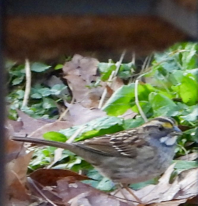 Bruant à gorge blanche - ML645822846