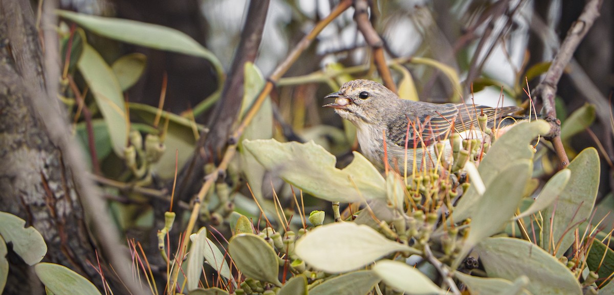 Mistletoebird - ML645822849