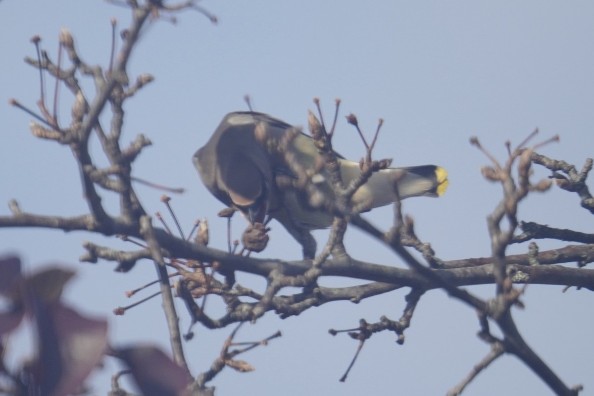 Sedir İpekkuyruğu - ML645822851