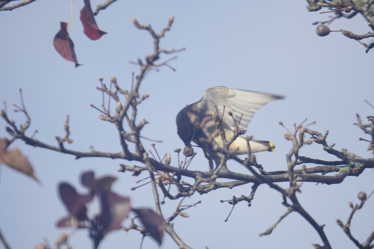 Sedir İpekkuyruğu - ML645822855