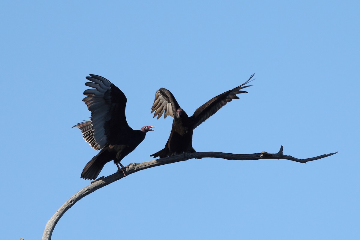 Turkey Vulture - ML645822862