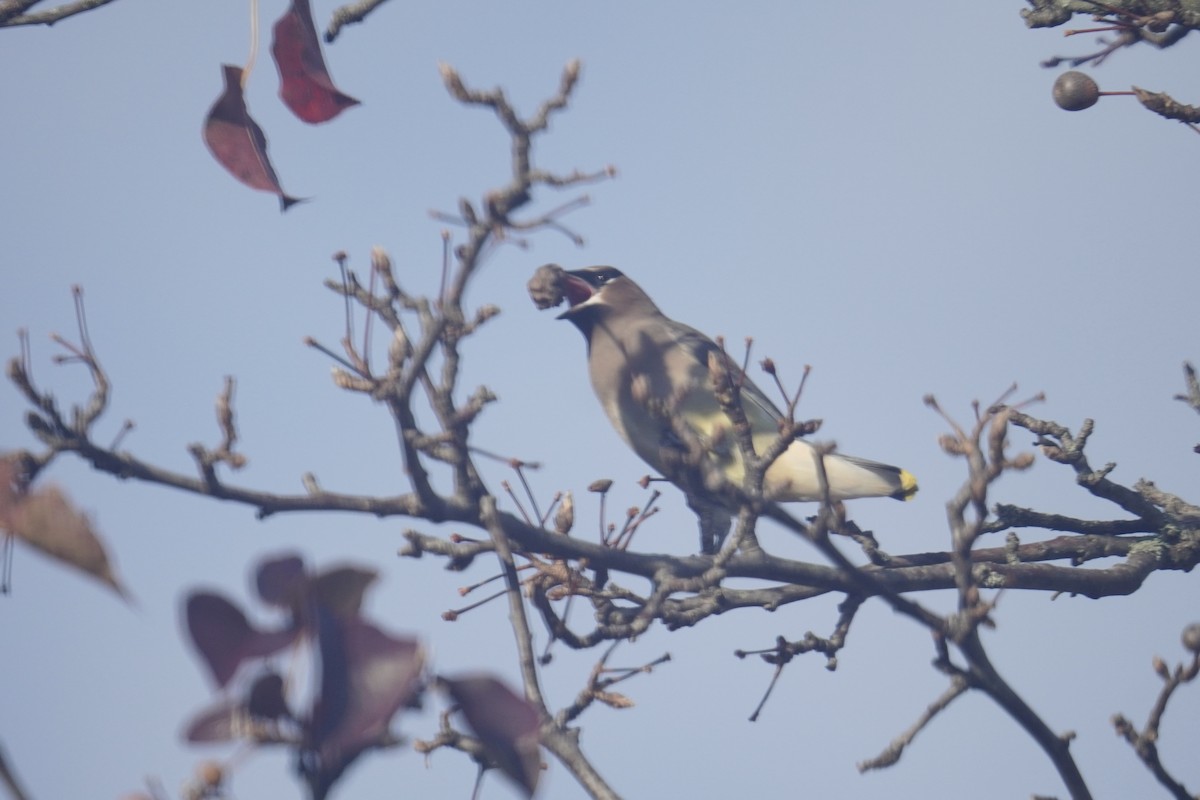 Sedir İpekkuyruğu - ML645822865