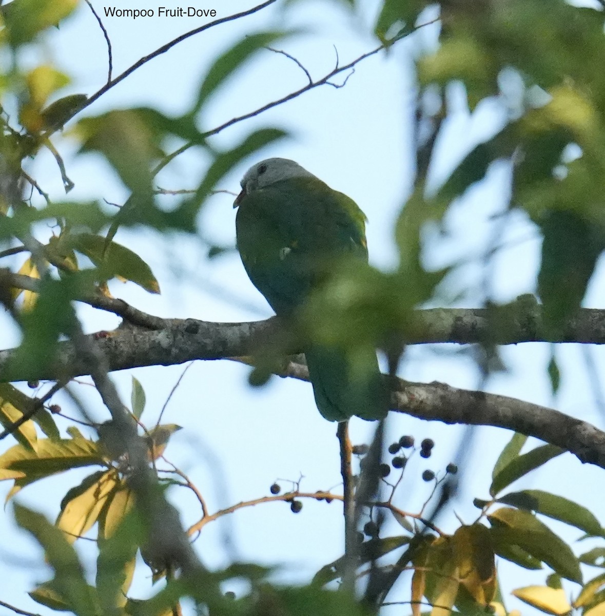 Wompoo Fruit-Dove - ML645822866