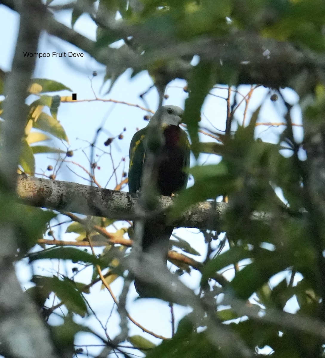 Wompoo Fruit-Dove - ML645822867
