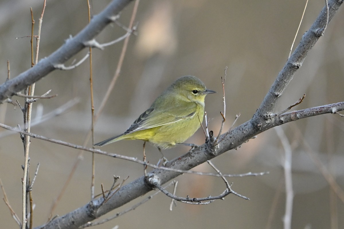Orange-crowned Warbler - ML645822873