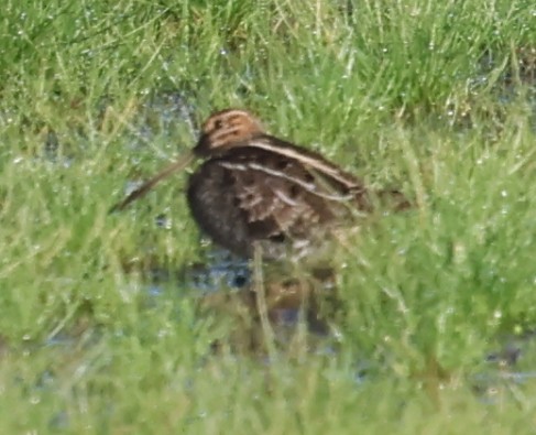 Wilson's Snipe - ML645822885