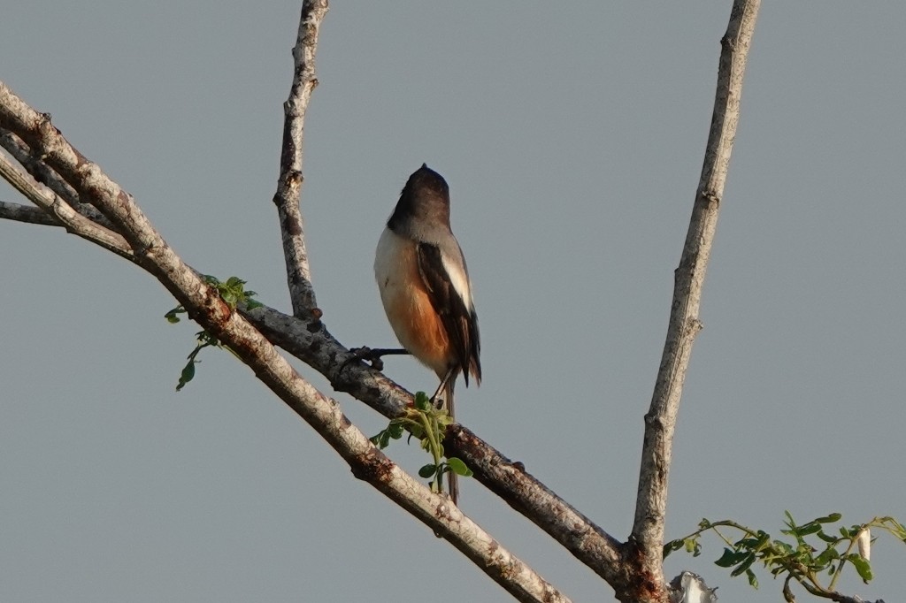 Long-tailed Shrike (bentet) - ML645822889