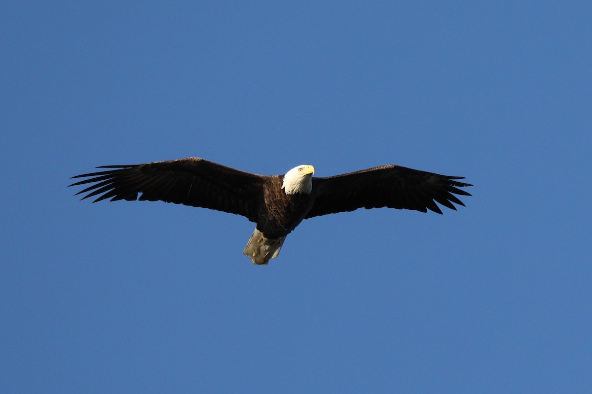 ハクトウワシ - ML645822893