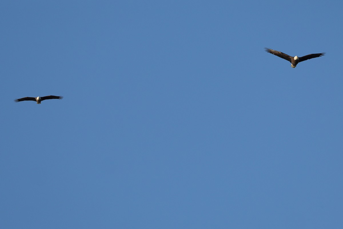 ハクトウワシ - ML645822894