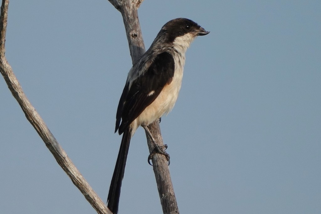 Long-tailed Shrike (bentet) - ML645822897