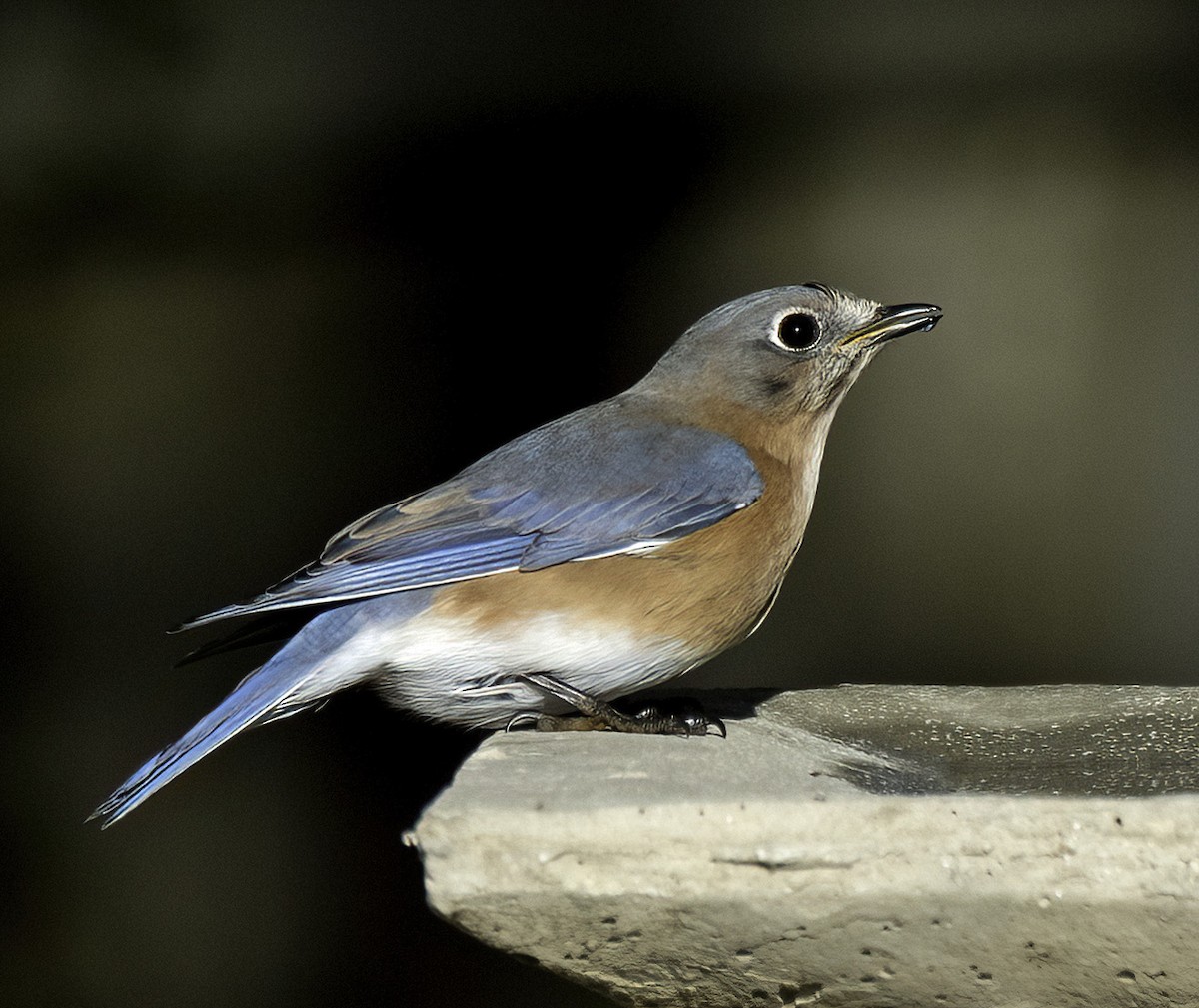 Блакитник східний - ML645822907