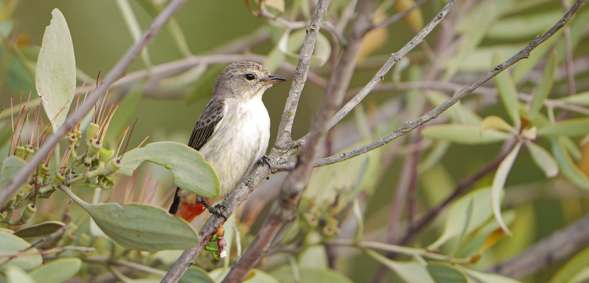 Mistletoebird - ML645822910