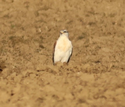 kongevåk - ML645822911