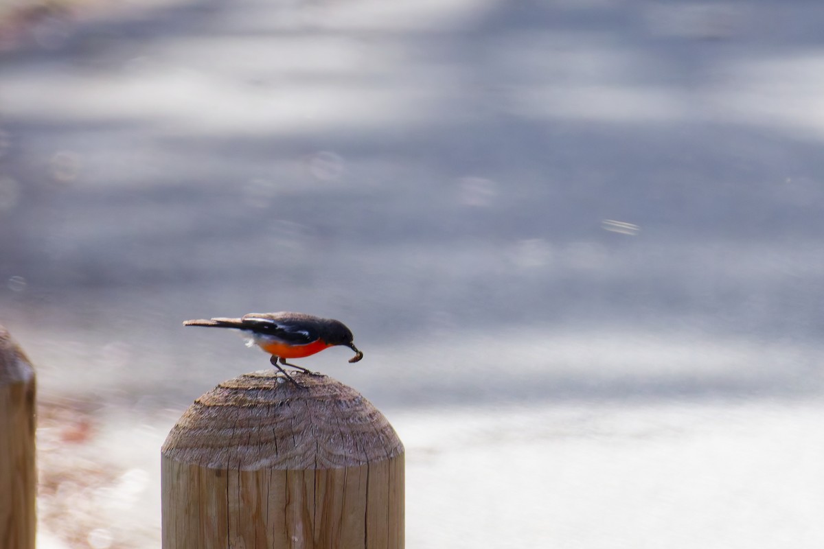 lejsčík ohnivý - ML645822912