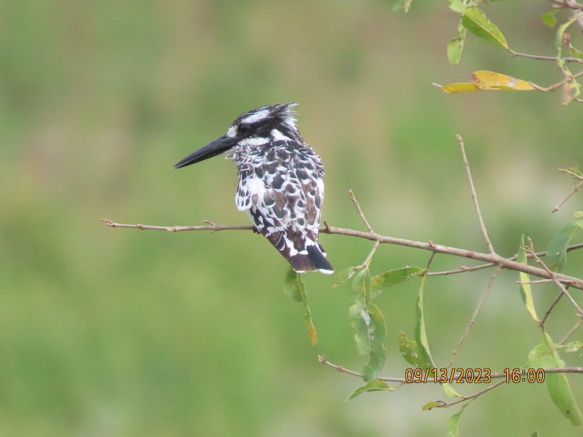 ヒメヤマセミ - ML645822913