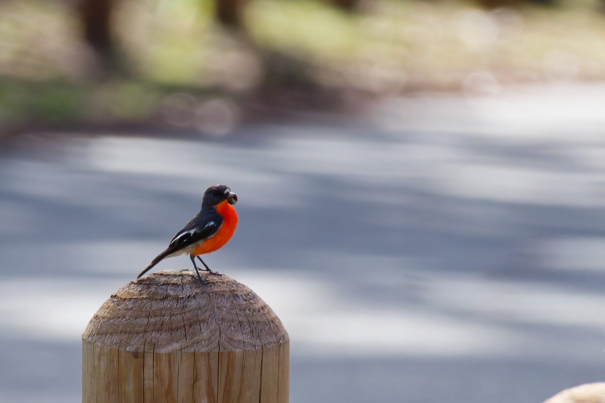 lejsčík ohnivý - ML645822914