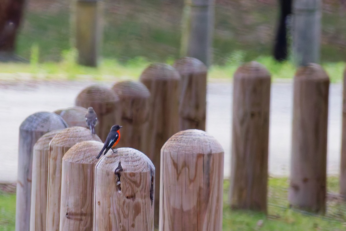 lejsčík ohnivý - ML645822915