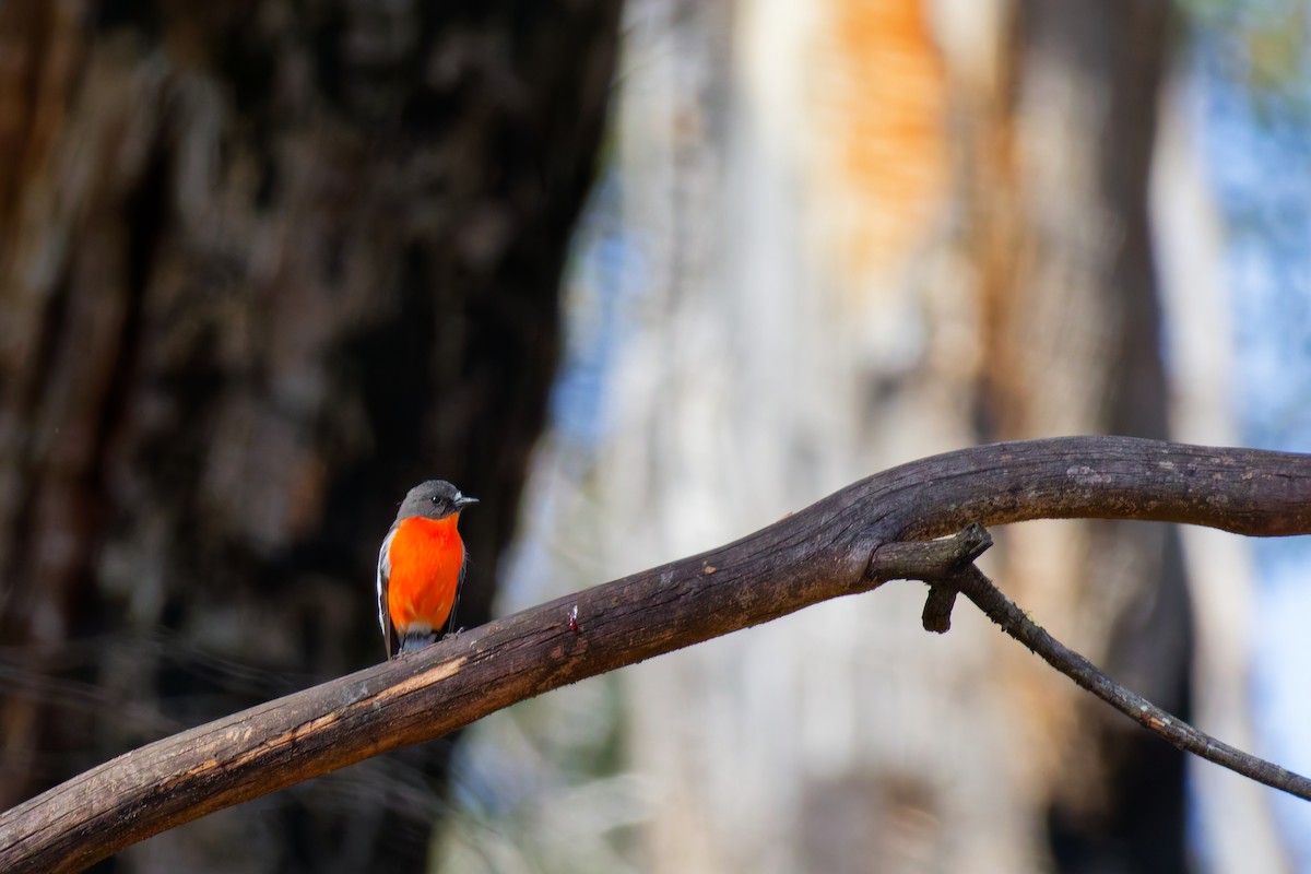 lejsčík ohnivý - ML645822916