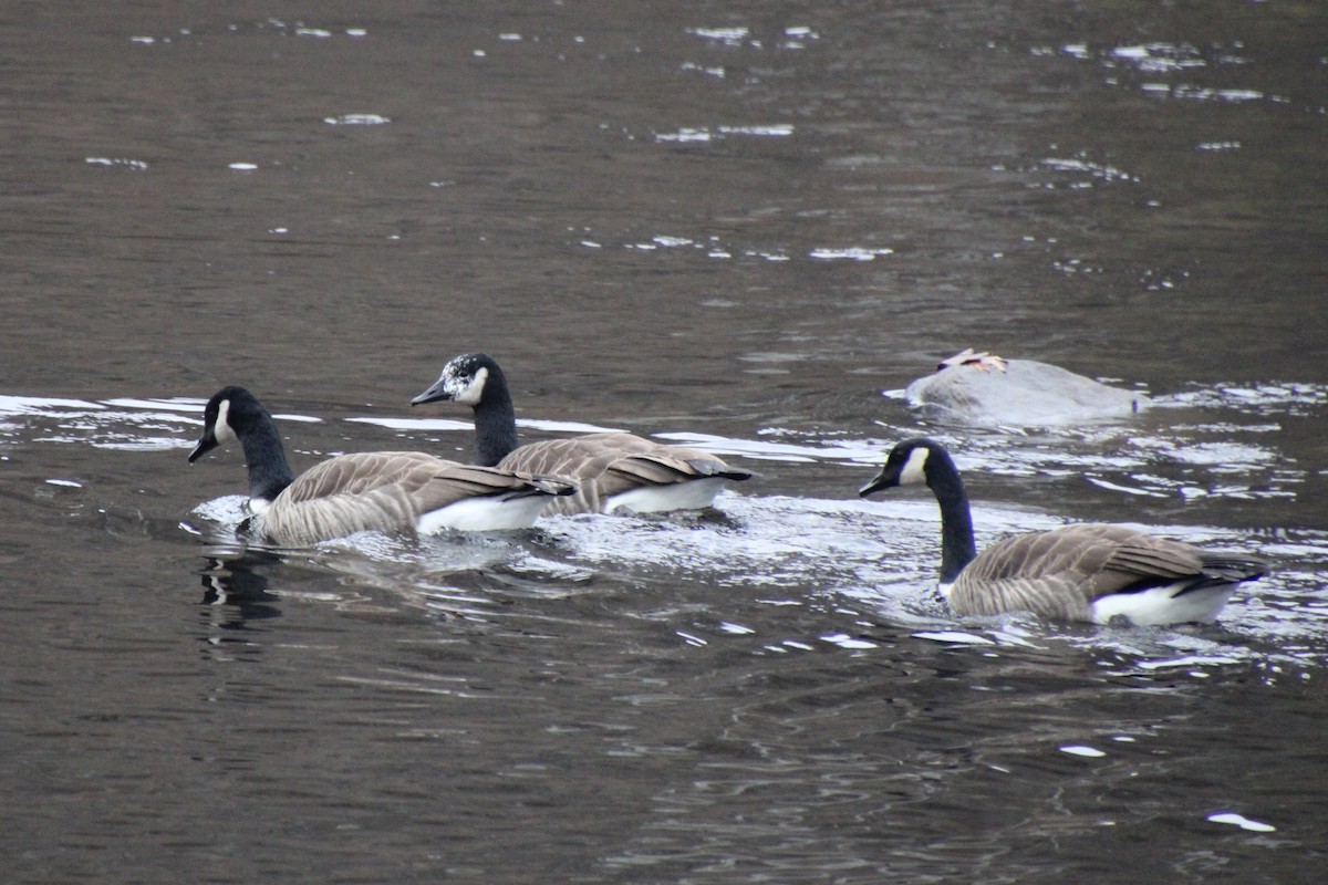 Canada Goose - ML645822918