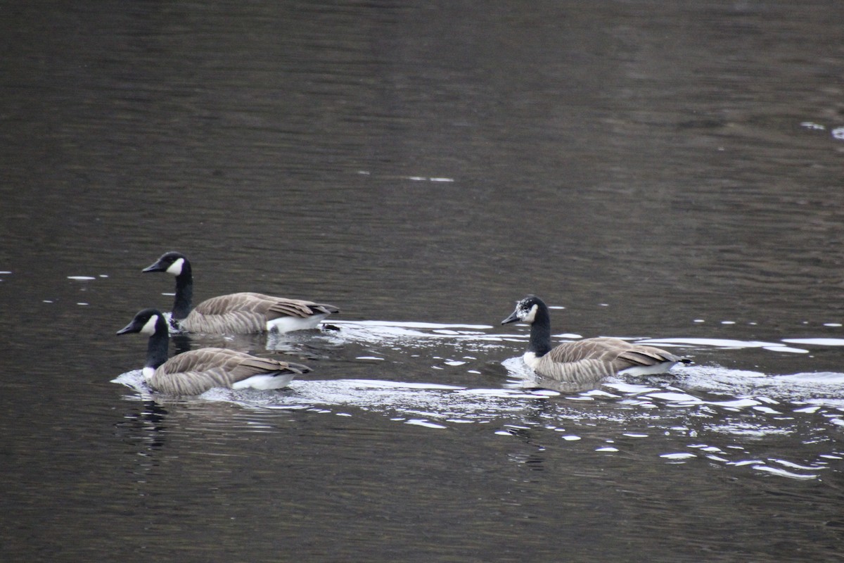 Canada Goose - ML645822919