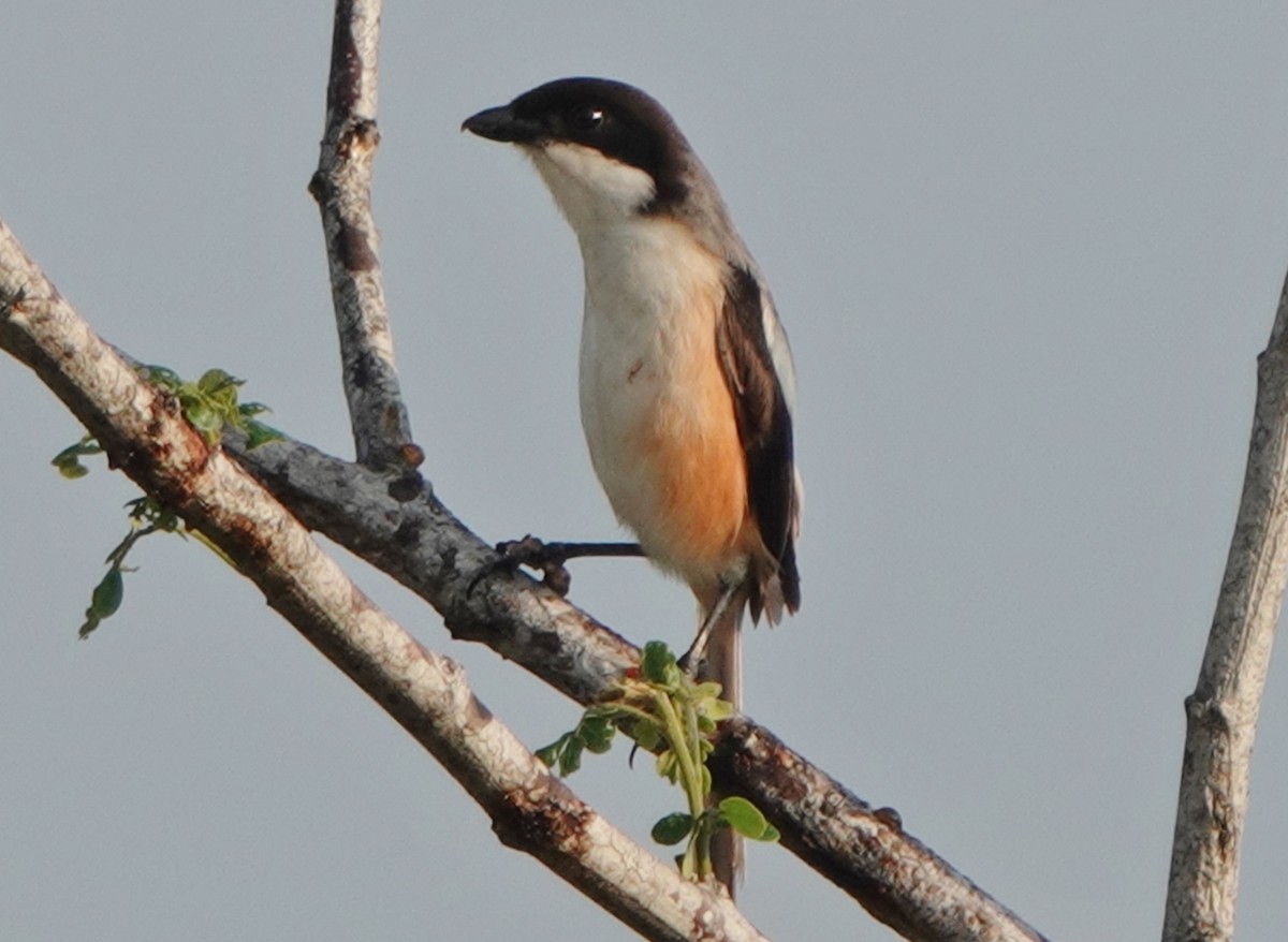 Long-tailed Shrike (bentet) - ML645822920