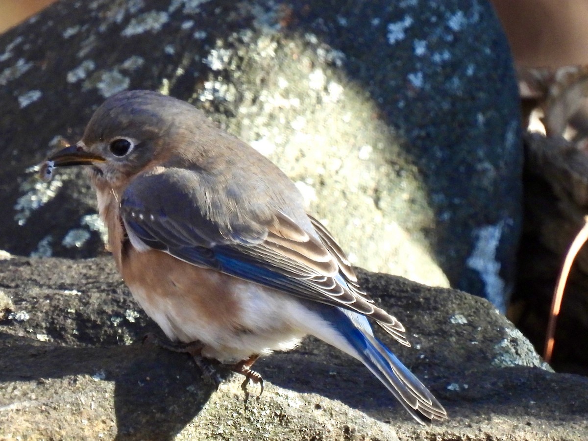 Блакитник східний - ML645822925