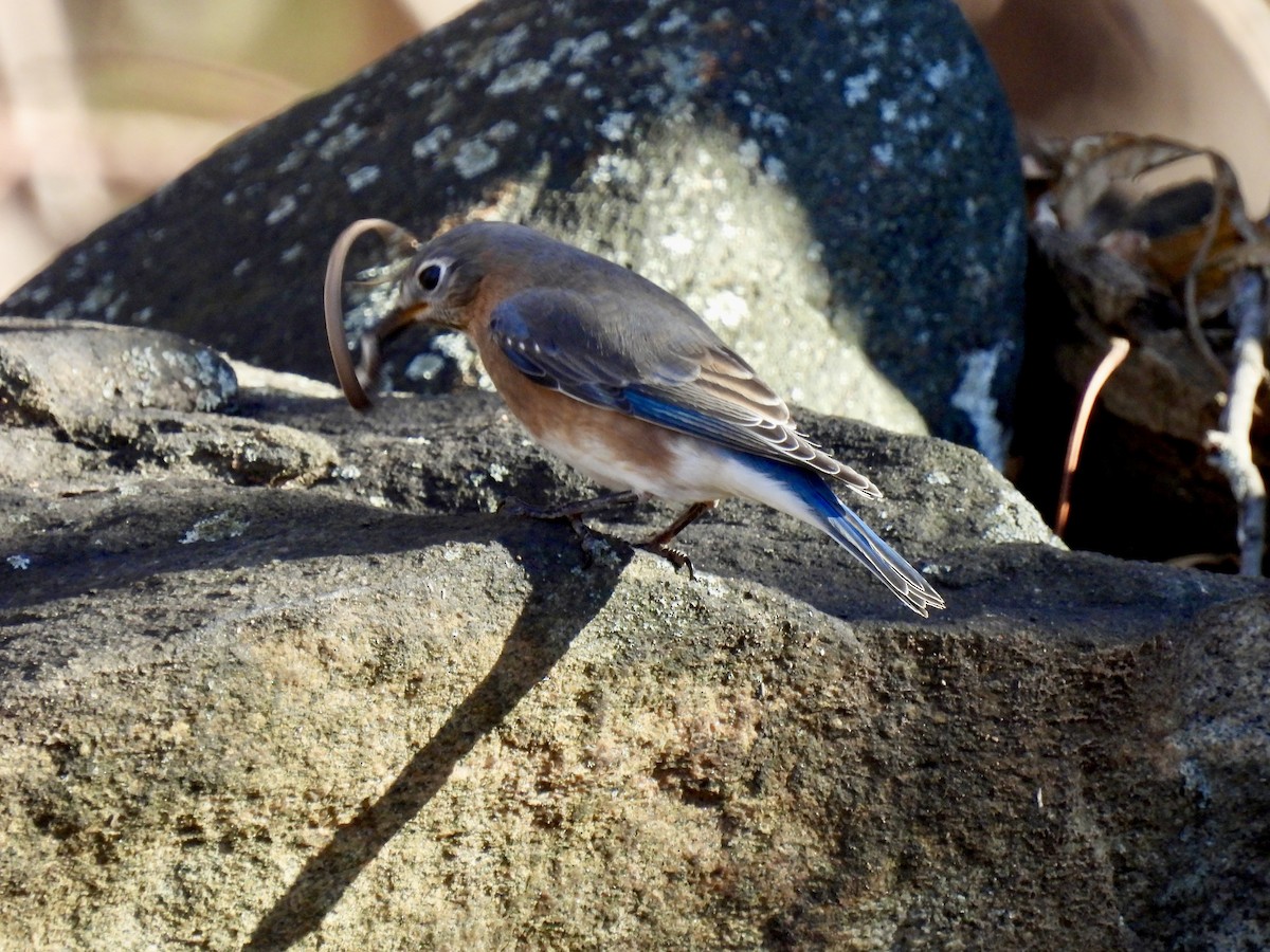 Блакитник східний - ML645822926