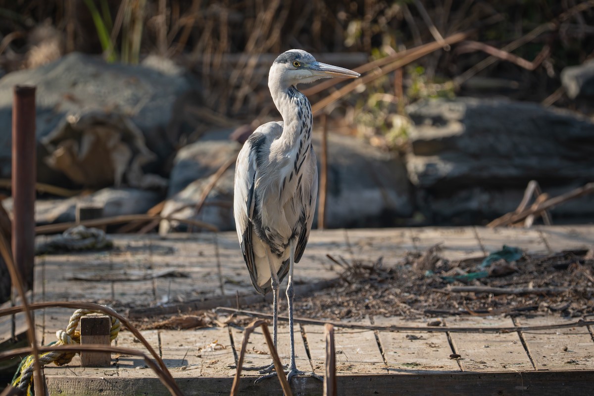 volavka popelavá (ssp. cinerea/jouyi) - ML645822932
