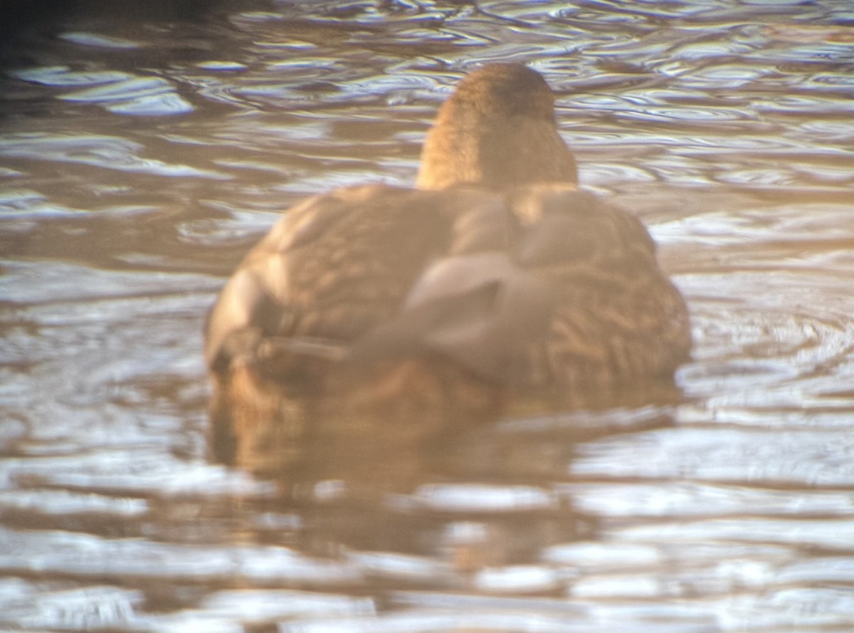 kachna mexická - ML645822941