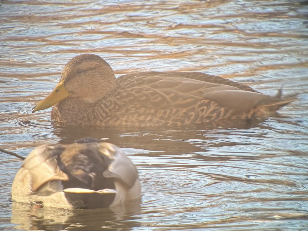 kachna mexická - ML645822942