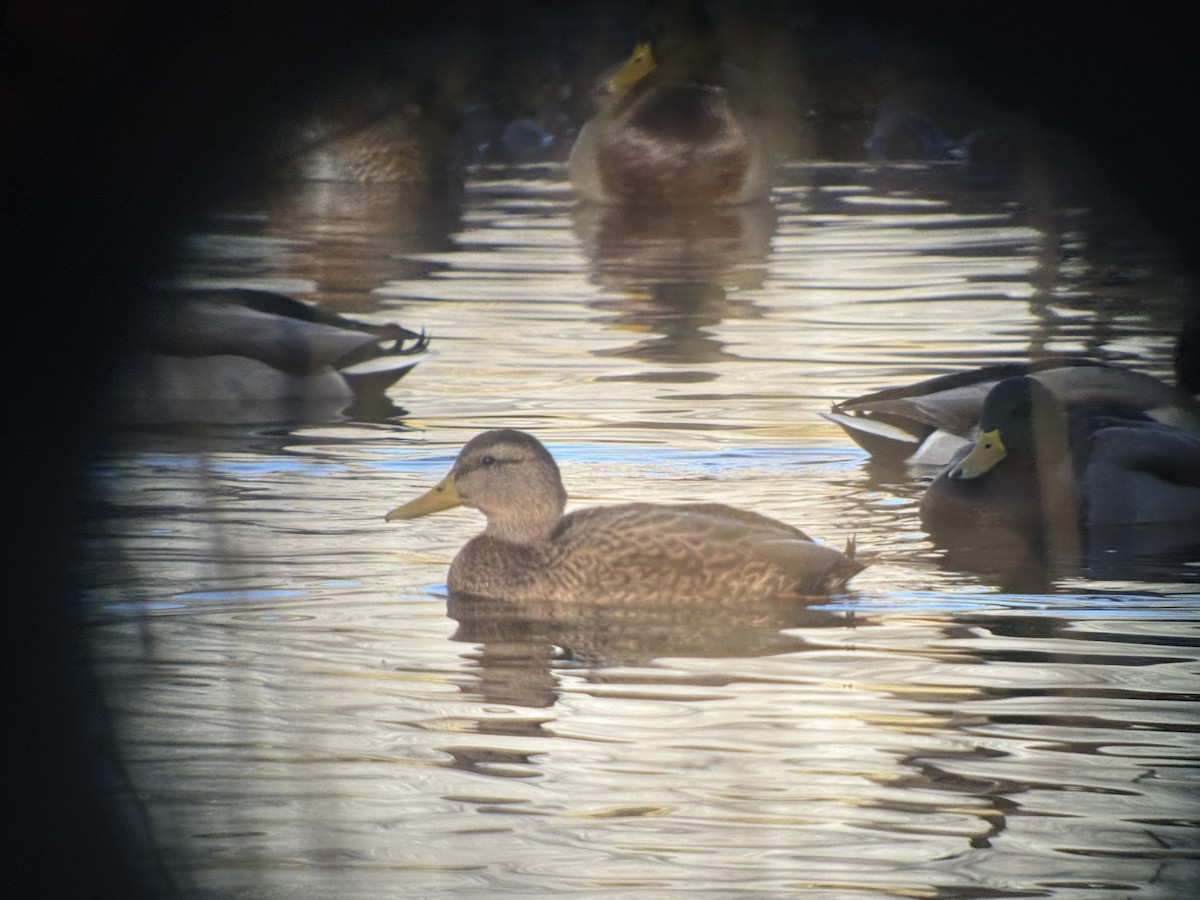 kachna mexická - ML645822943