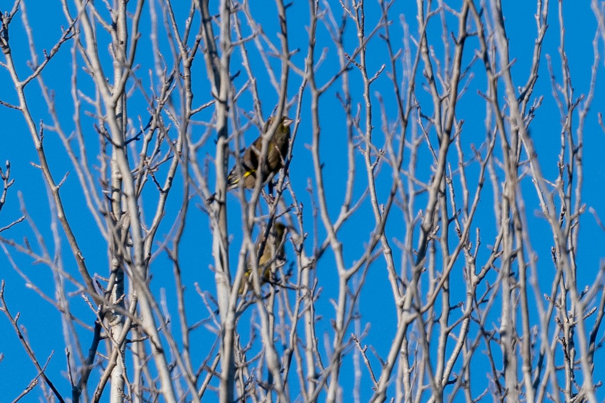 European Greenfinch - ML645822944