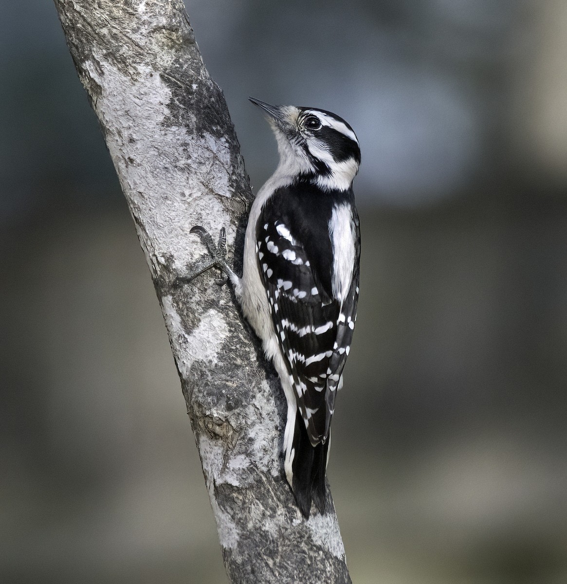 Downy Woodpecker - ML645822945