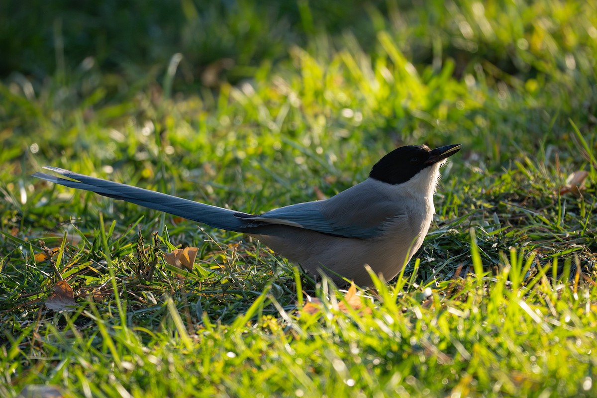 straka modrá [skupina cyanus] - ML645822947
